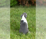 Small #9 Boston Terrier