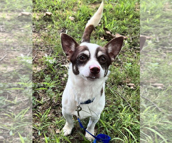 Medium Photo #1 Rat-Cha Puppy For Sale in Cromwell, KY, USA