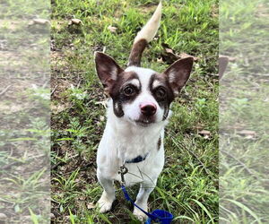 Rat-Cha Dogs for adoption in Cromwell, KY, USA