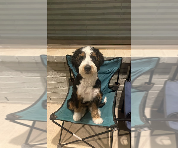 Medium Photo #3 Bernedoodle (Miniature) Puppy For Sale in ALEDO, TX, USA