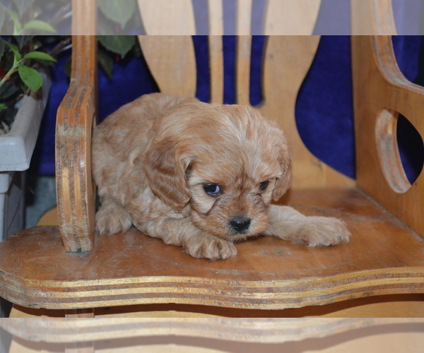Medium Photo #9 Cavapoo Puppy For Sale in GREENWOOD, WI, USA