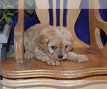 Small #3 Cavapoo