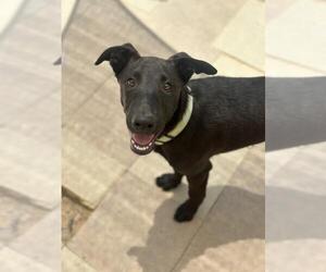 Doberman Pinscher Dogs for adoption in Santa Maria, CA, USA