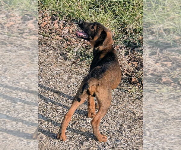 Medium Photo #4 Labrador Retriever-Unknown Mix Puppy For Sale in Aurora, IN, USA