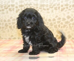 Cavapoo Puppy for sale in DENVER, PA, USA