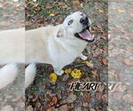 Small #2 Huskies  Mix