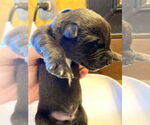 Small #1 Mutt