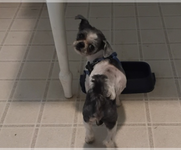 Medium Photo #2 Shih Tzu Puppy For Sale in SAINT CHARLES, MO, USA