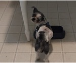 Small #1 Shih Tzu