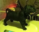 Small #2 Labrador Retriever