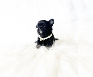 Chihuahua Puppy for sale in SACRAMENTO, CA, USA