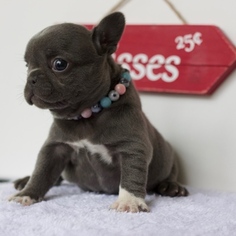 French Bulldog Puppy for sale in YORBA LINDA, CA, USA