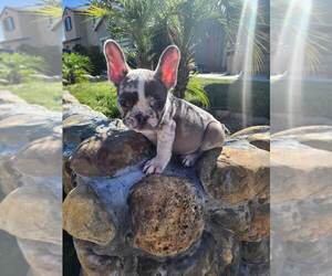 French Bulldog Puppy for sale in MERCED, CA, USA