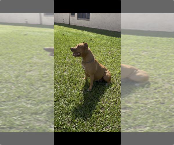 Medium Photo #1 American Pit Bull Terrier Puppy For Sale in KISSIMMEE, FL, USA
