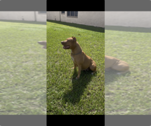 Mother of the American Pit Bull Terrier puppies born on 10/26/2025