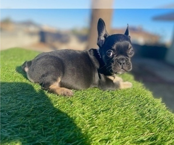 Medium Photo #3 French Bulldog Puppy For Sale in LOUISVILLE, KY, USA