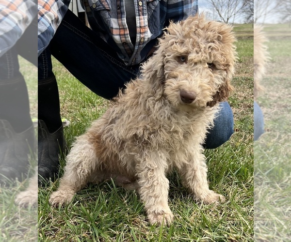 Medium Photo #6 Labradoodle Puppy For Sale in LEXINGTON, GA, USA