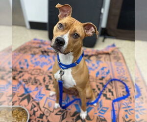 American Pit Bull Terrier Dogs for adoption in Boston, MA, USA