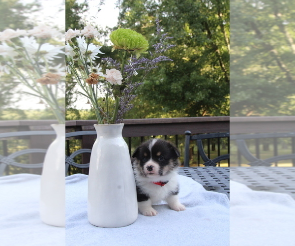 Medium Photo #24 Pembroke Welsh Corgi Puppy For Sale in FAIR GROVE, MO, USA
