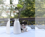 Small #23 Pembroke Welsh Corgi