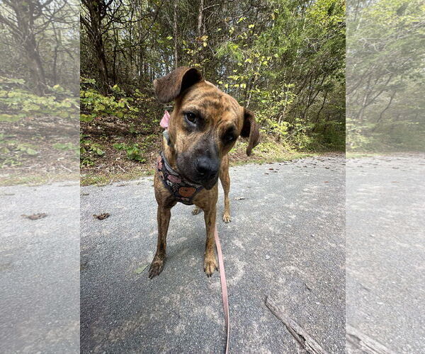 Medium Photo #3 Mountain Cur-Unknown Mix Puppy For Sale in Westwood, NJ, USA