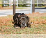 Small #8 Mutt