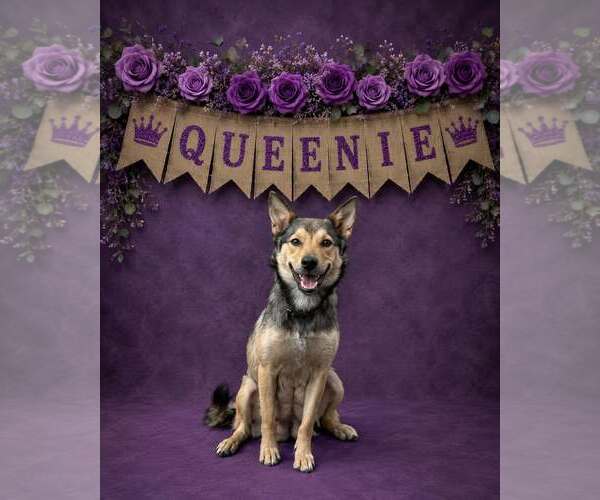 Medium Photo #2 Mutt Puppy For Sale in Shillington, PA, USA