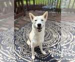 Small Siberian Husky Mix