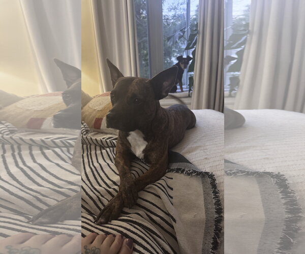 Medium Photo #9 Mutt Puppy For Sale in Oakhurst, NJ, USA