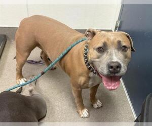 Medium American Pit Bull Terrier