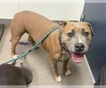 Small American Pit Bull Terrier