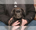 Small #2 Labrador Retriever Mix