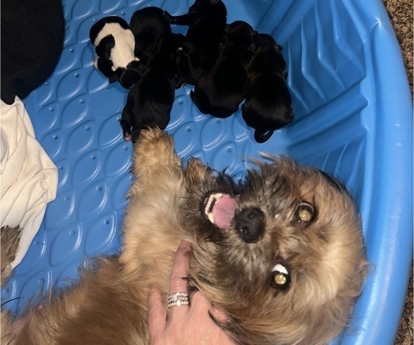 Medium Photo #1 Pomeranian Puppy For Sale in PLAINFIELD, IL, USA