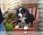 Small #2 Bernese Mountain Dog