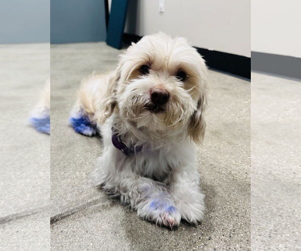 Medium Photo #3 Maltese Puppy For Sale in Marina Del Rey, CA, USA