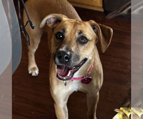 Medium Photo #7 Mutt Puppy For Sale in Fargo, ND, USA