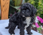 Small #6 Maltipoo (Toy)