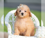 Puppy Hugo AKC Poodle (Miniature)