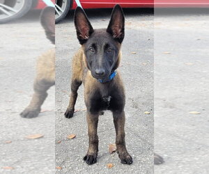 Omen  - Located in FL - Female Mutt Dog for Adoption - Photo #4