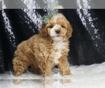 Small Photo #4 Poodle (Miniature) Puppy For Sale in WARSAW, IN, USA