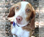Small #6 Beagle