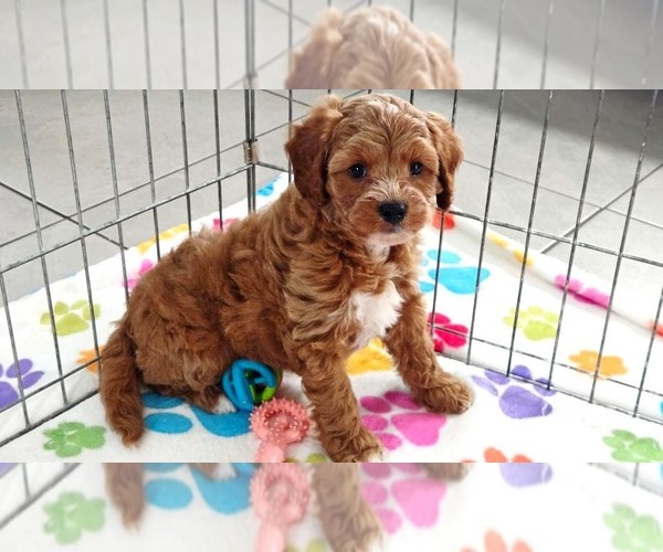 Medium Photo #7 Cavapoo (Miniature)-Poodle (Toy) Mix Puppy For Sale in ORO VALLEY, AZ, USA