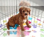 Small #6 Cavapoo (Miniature)-Poodle (Toy) Mix