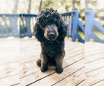 Small Photo #1 Poodle (Standard) Puppy For Sale in COEUR D ALENE, ID, USA