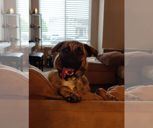 Medium Photo #17 Mutt Puppy For Sale in Sandy, UT, USA