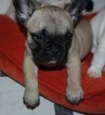 Small Photo #3 French Bulldog Puppy For Sale in GAINESVILLE, GA, USA