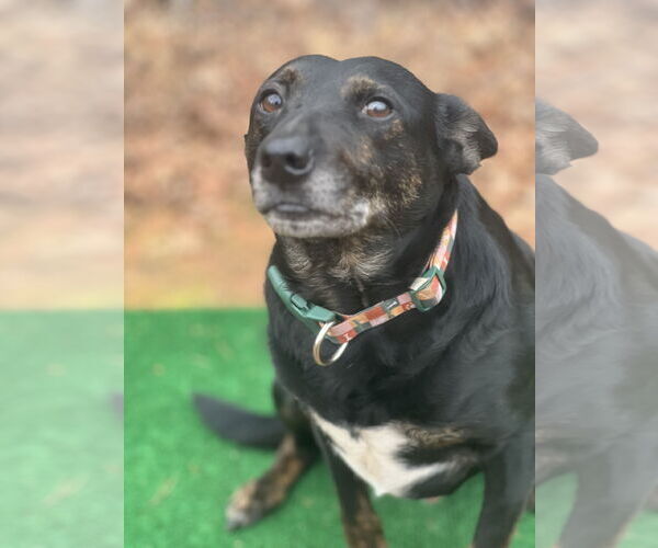 Medium Photo #3 Mutt Puppy For Sale in Lakemont, GA, USA