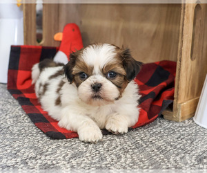 Shih Tzu Puppy for sale in SYRACUSE, IN, USA