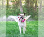 Small #13 German Shepherd Dog Mix