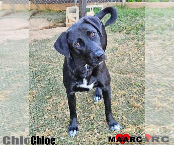 Medium Photo #3 Labrador Retriever-Unknown Mix Puppy For Sale in Maryville, TN, USA